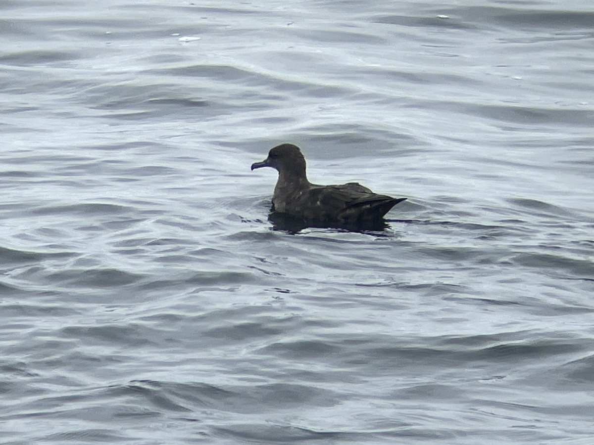 Sooty Shearwater - ML622113999