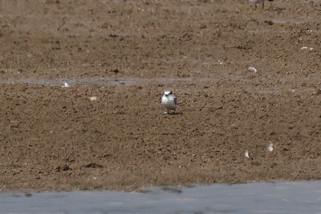 Least Tern - ML622114025