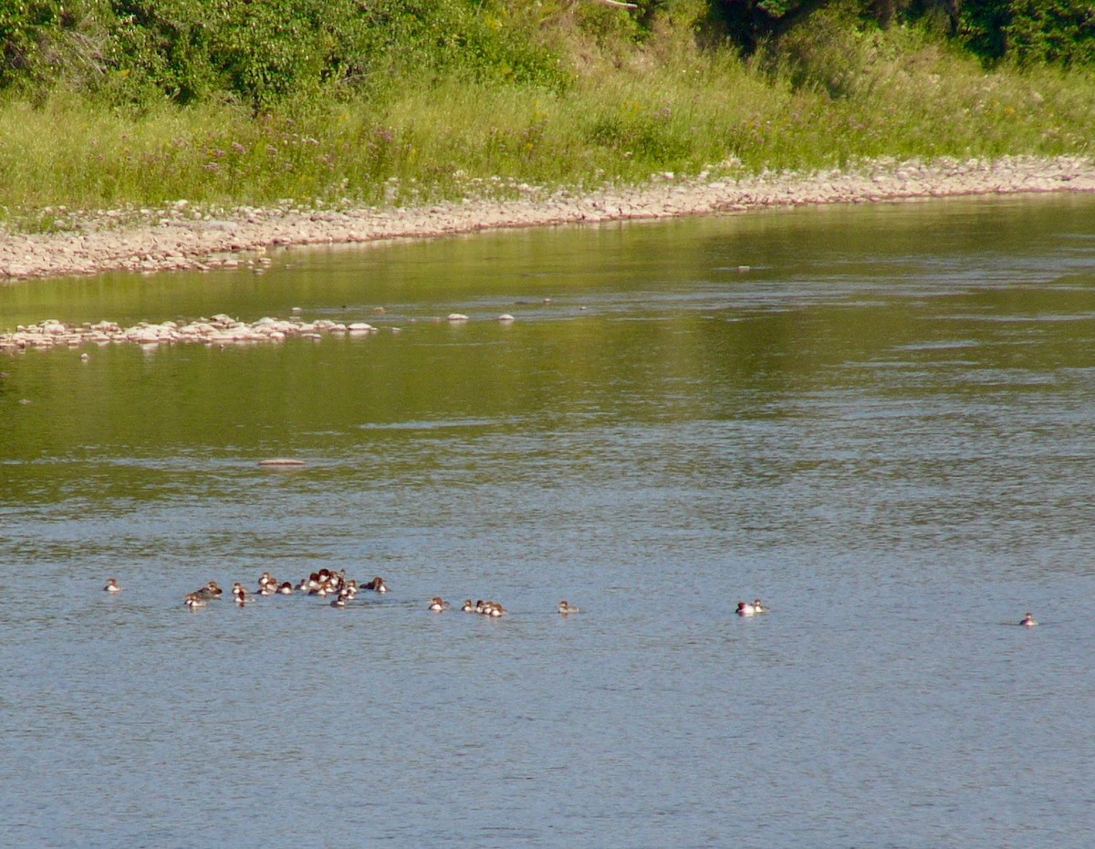 Common Merganser - ML622114026