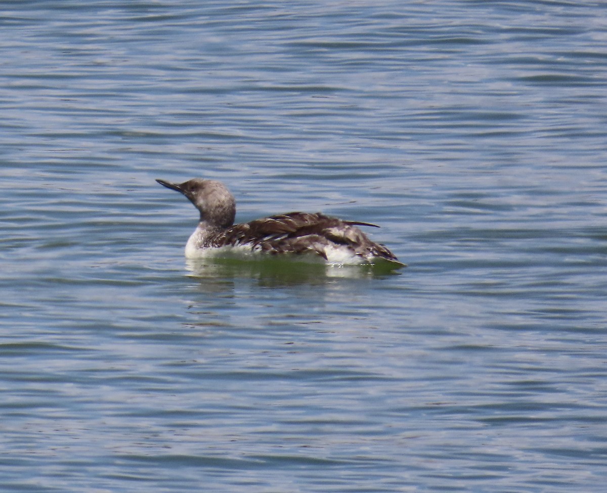 Red-throated Loon - ML622114035