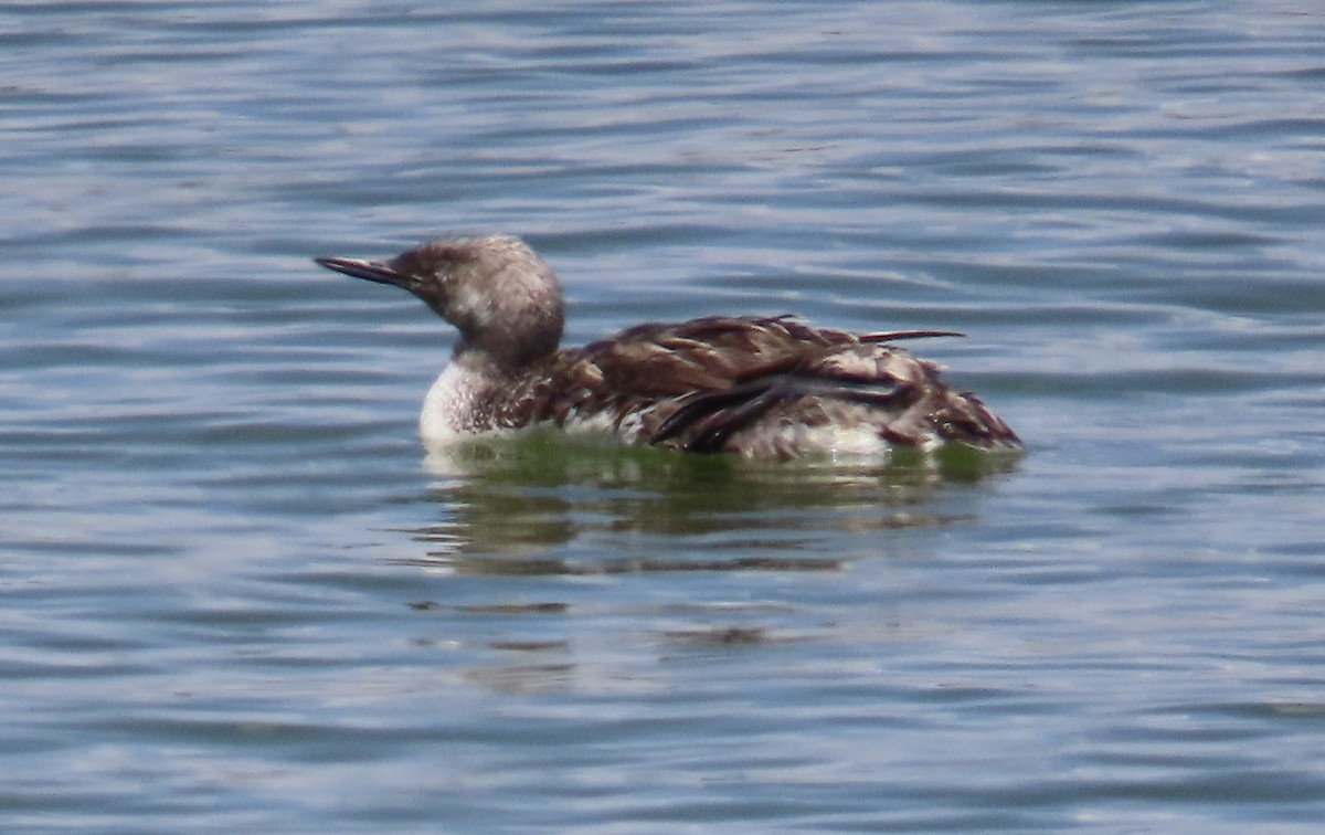 Red-throated Loon - ML622114036