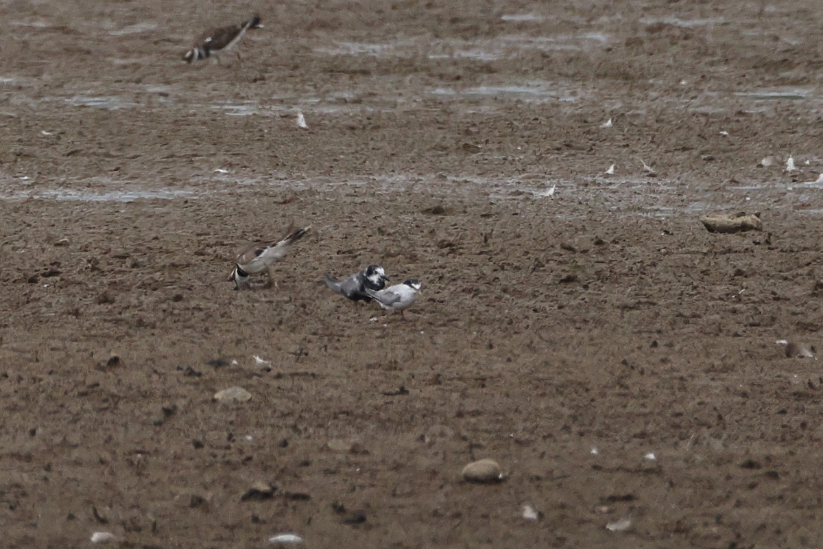 Least Tern - ML622114042