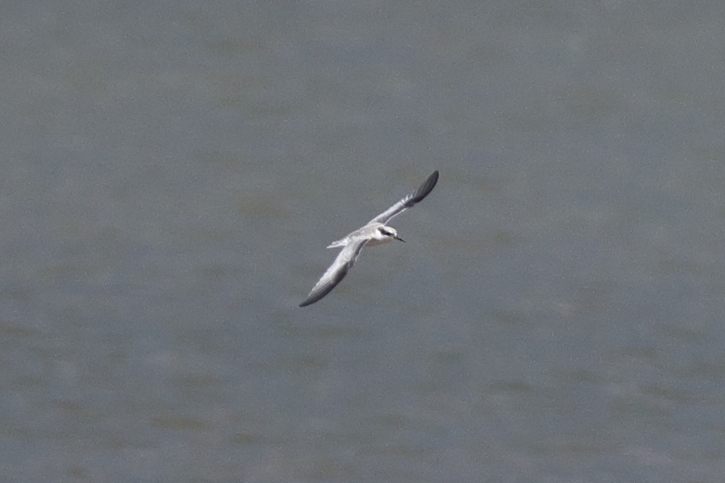 Least Tern - ML622114044