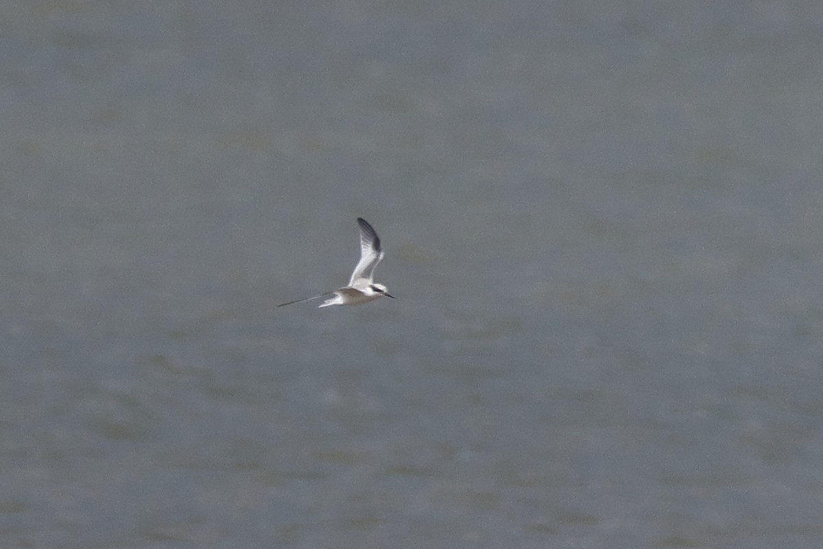 Least Tern - ML622114061