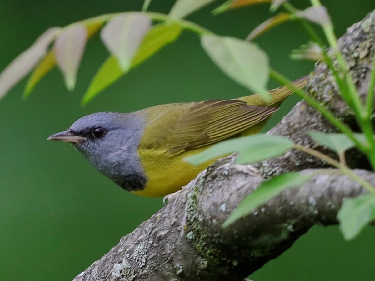Mourning Warbler - ML622114081