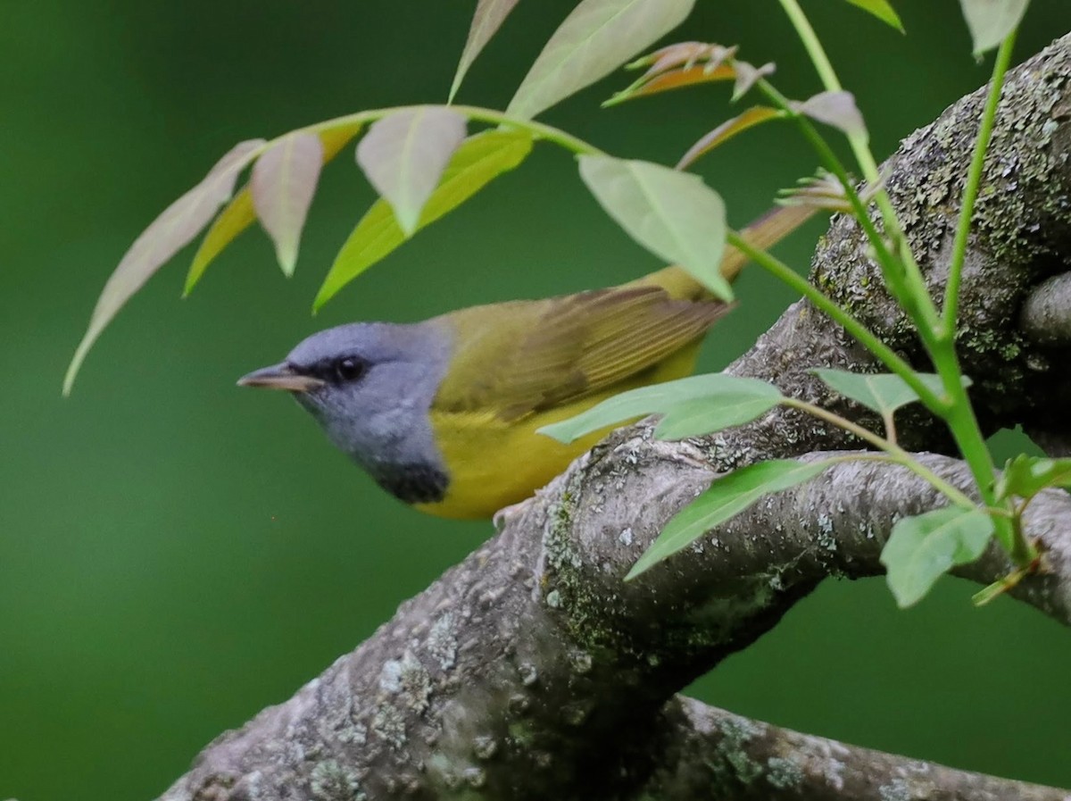 Mourning Warbler - ML622114083