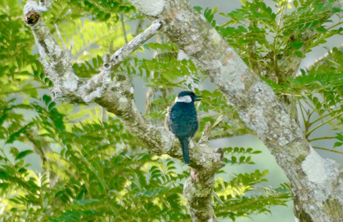 Black-breasted Puffbird - Jim Mathews