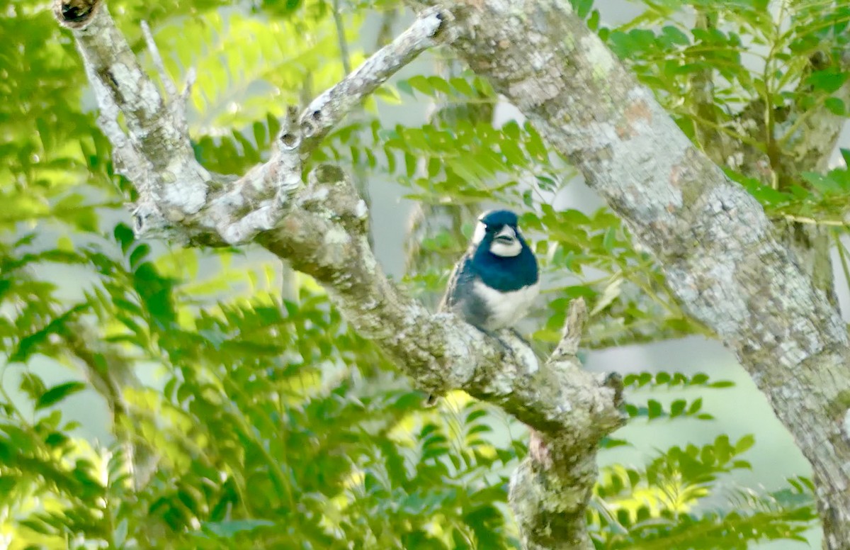 Black-breasted Puffbird - ML622114100