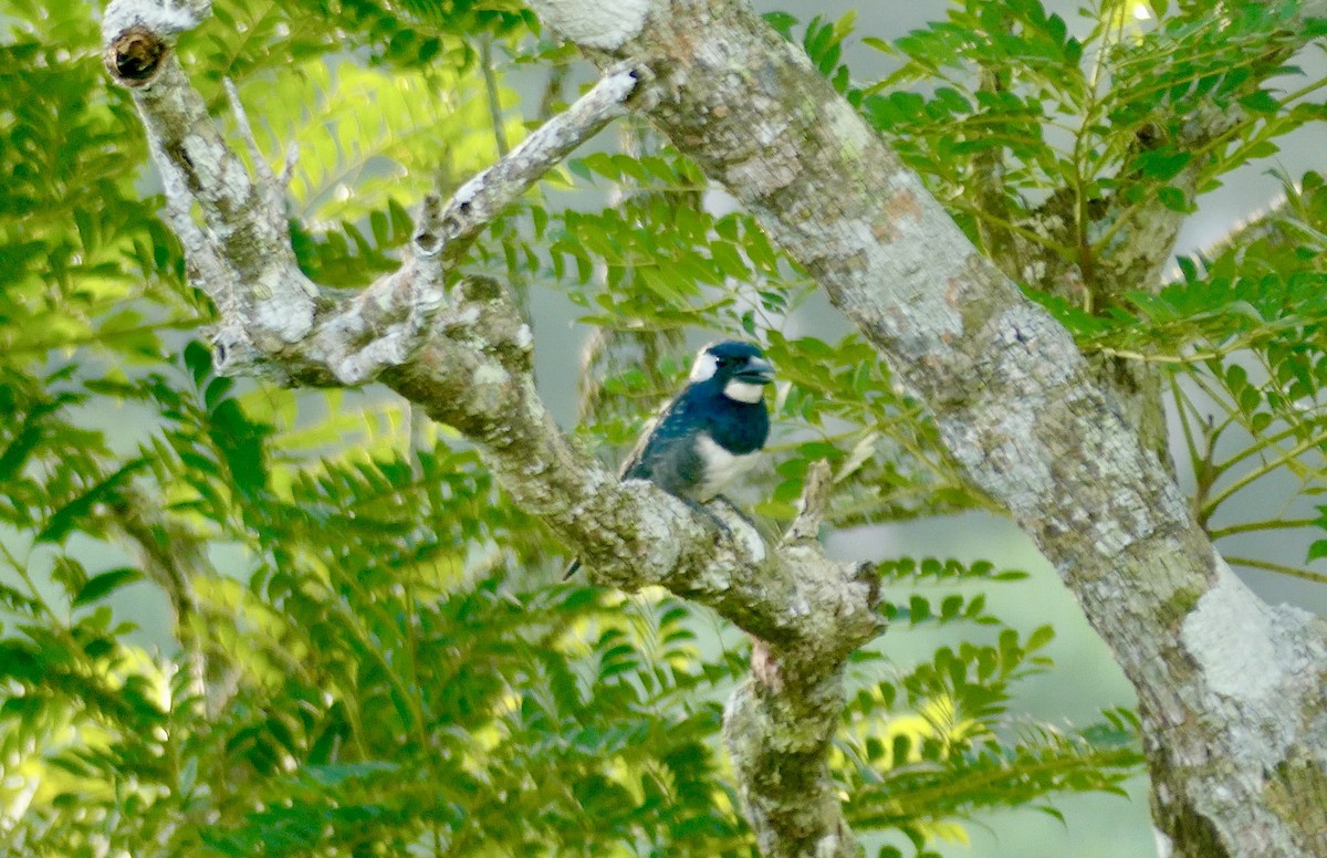 Black-breasted Puffbird - ML622114110