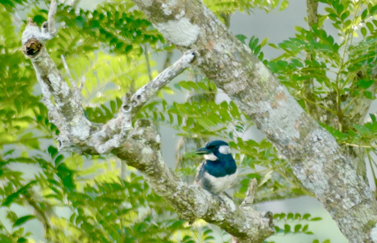 Black-breasted Puffbird - Jim Mathews