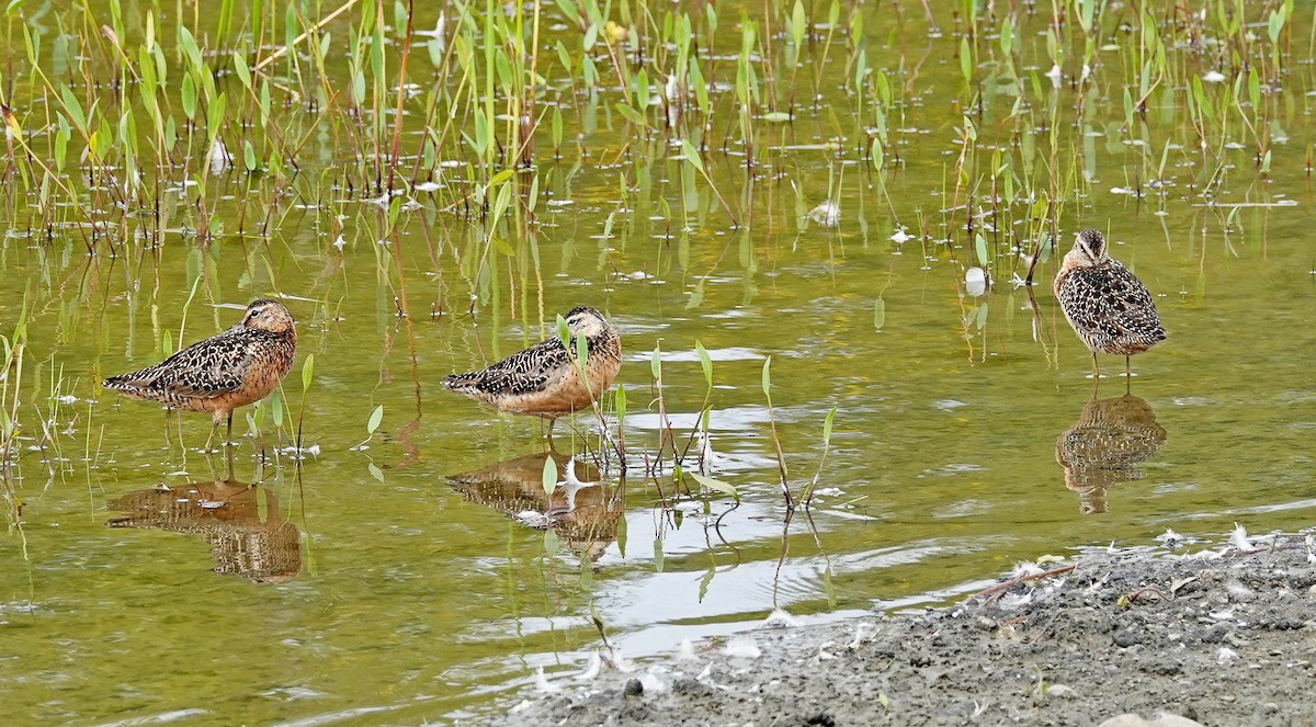 Long-billed Dowitcher - Hank Heiberg