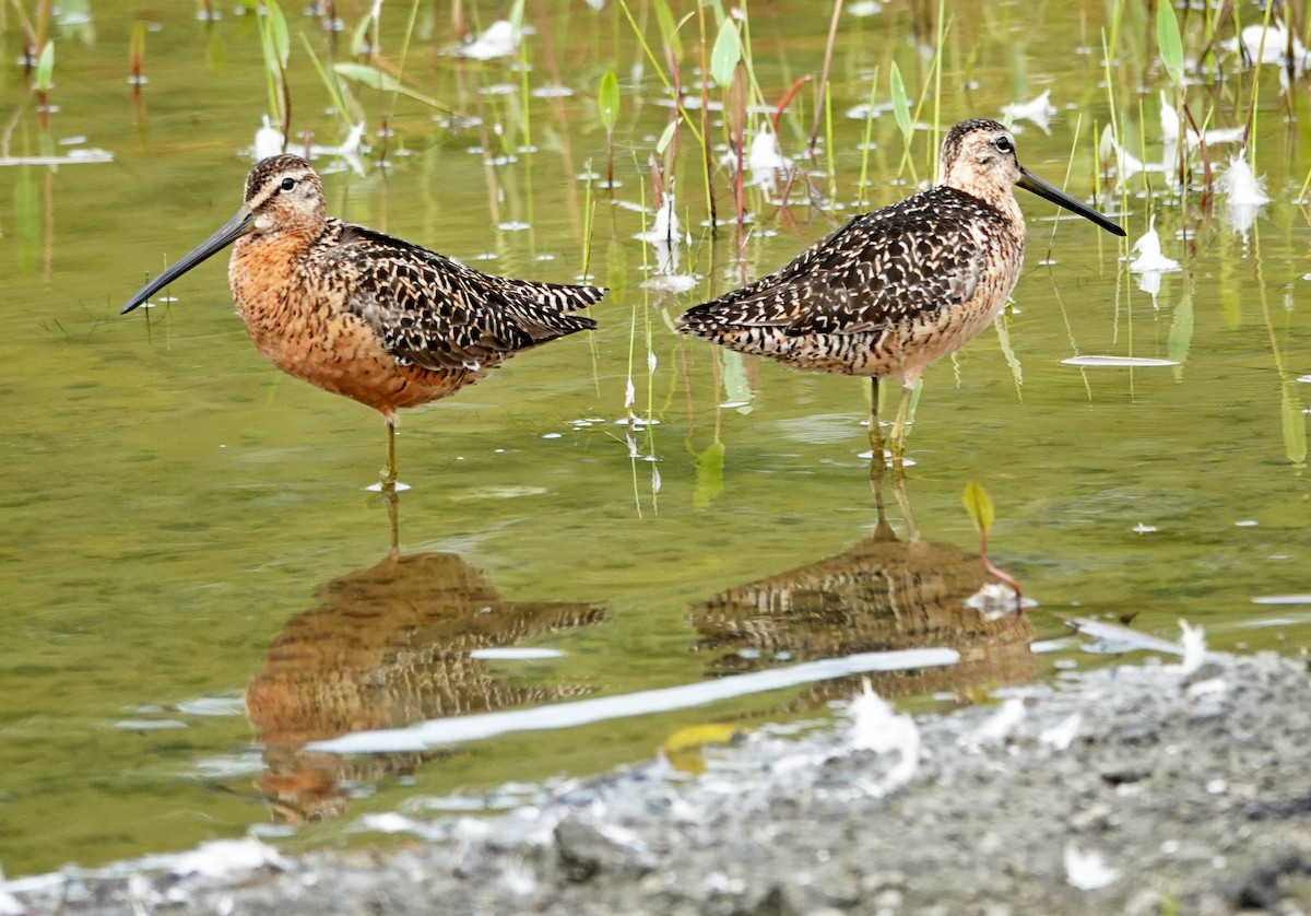 Long-billed Dowitcher - ML622114147