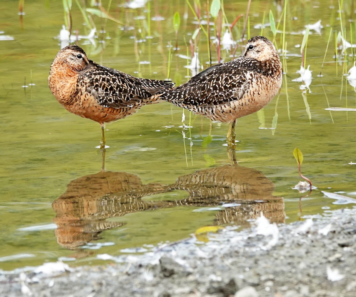 Long-billed Dowitcher - Hank Heiberg