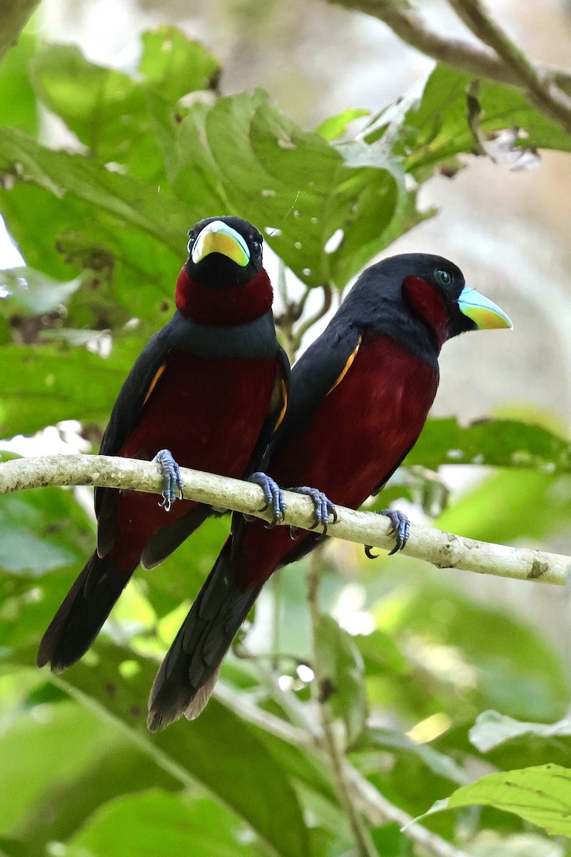 Black-and-red Broadbill - ML622114156