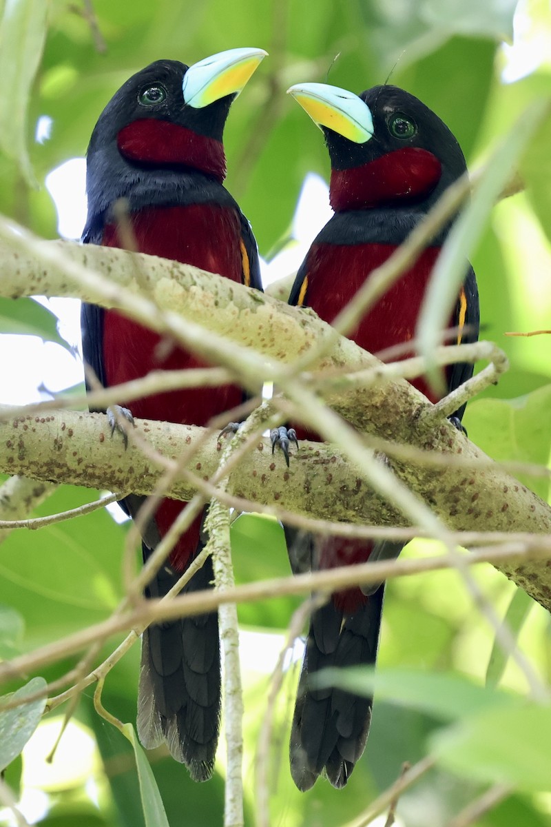 Black-and-red Broadbill - ML622114157