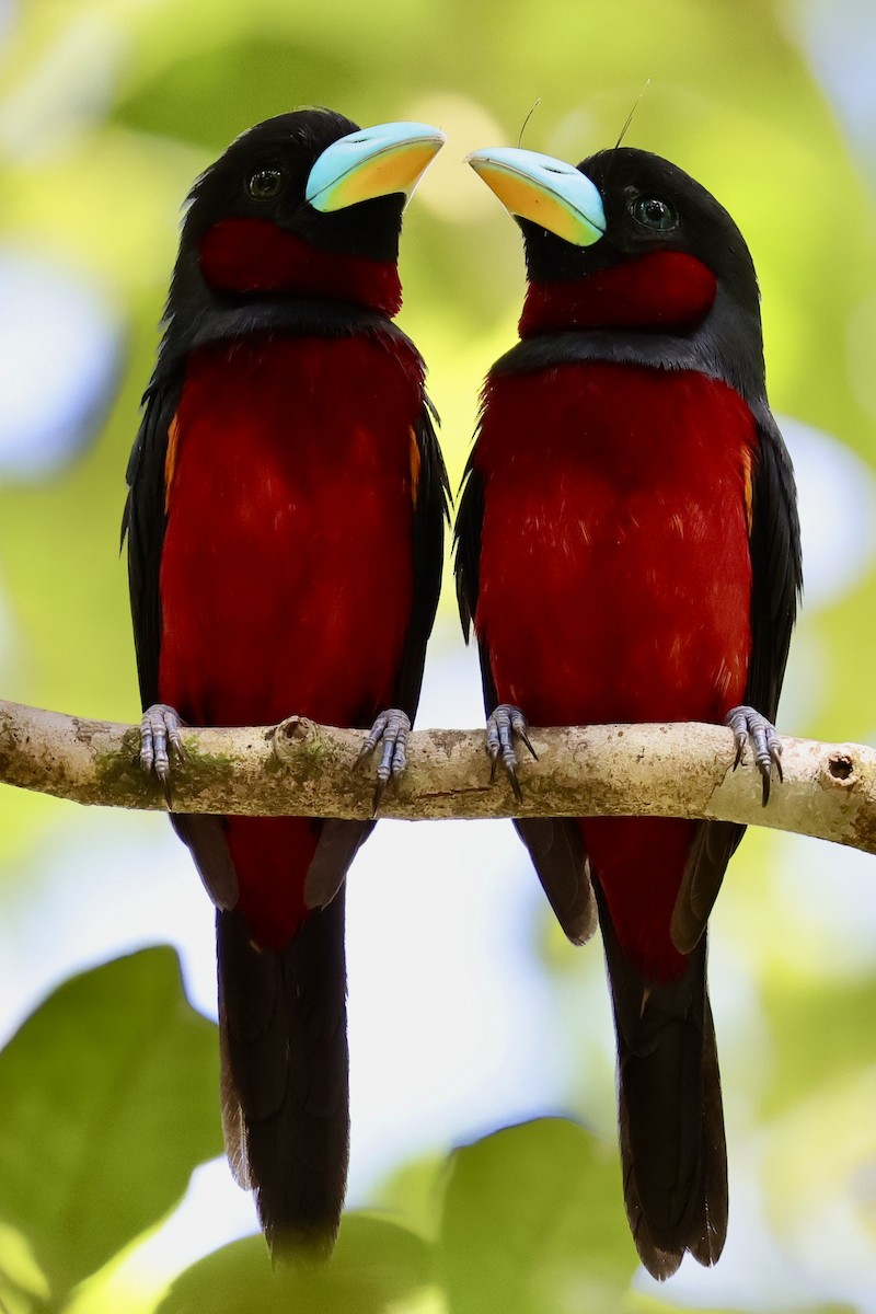 Black-and-red Broadbill - Anonymous