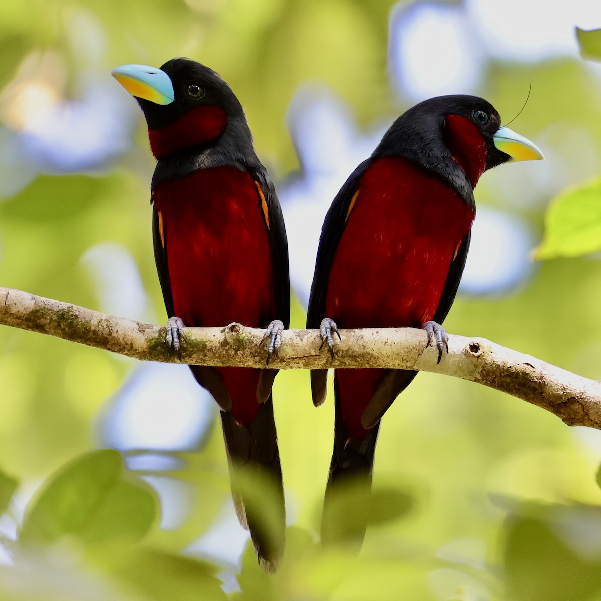 Black-and-red Broadbill - ML622114159