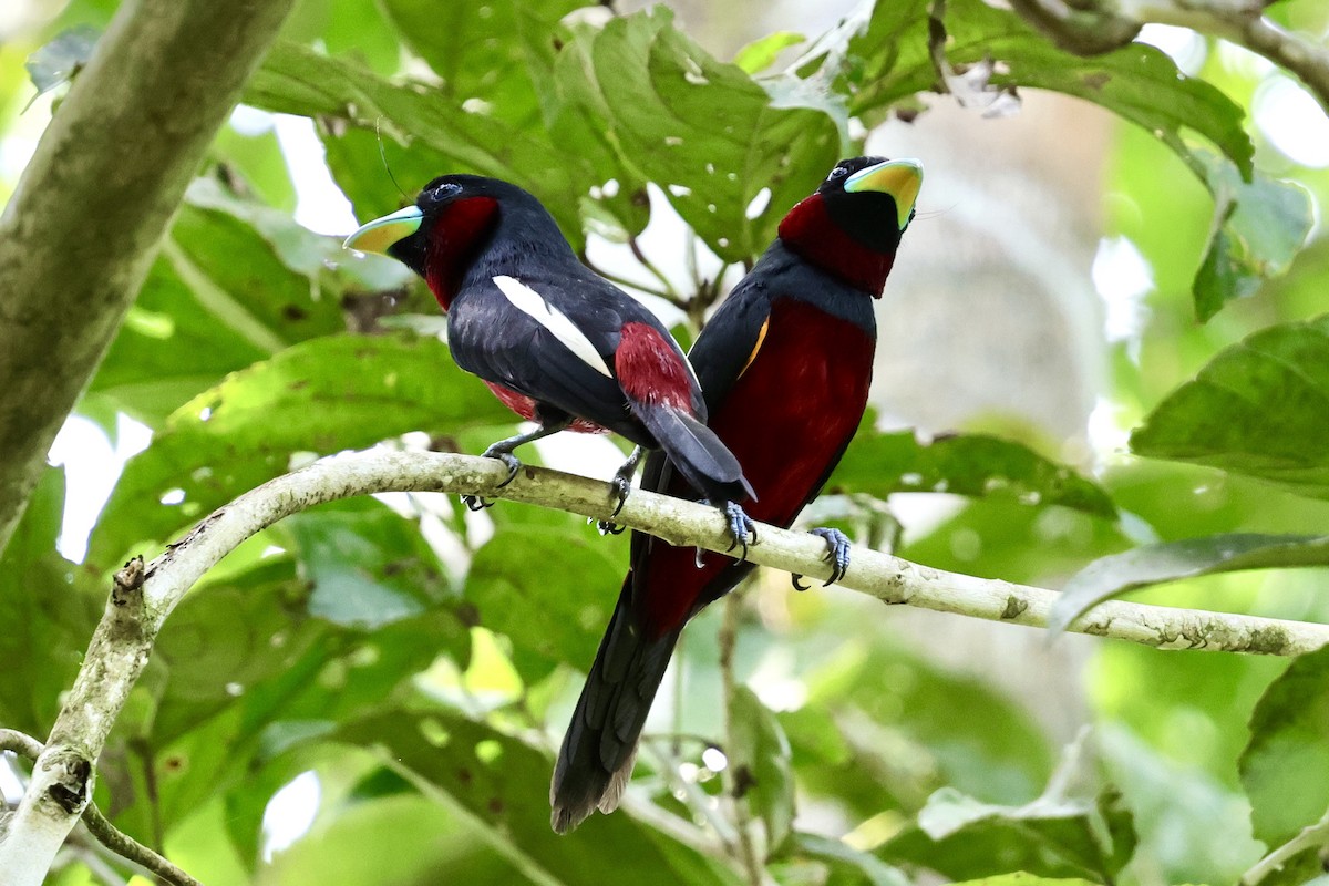 Black-and-red Broadbill - ML622114160