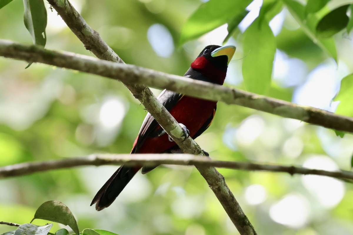 Black-and-red Broadbill - ML622114161