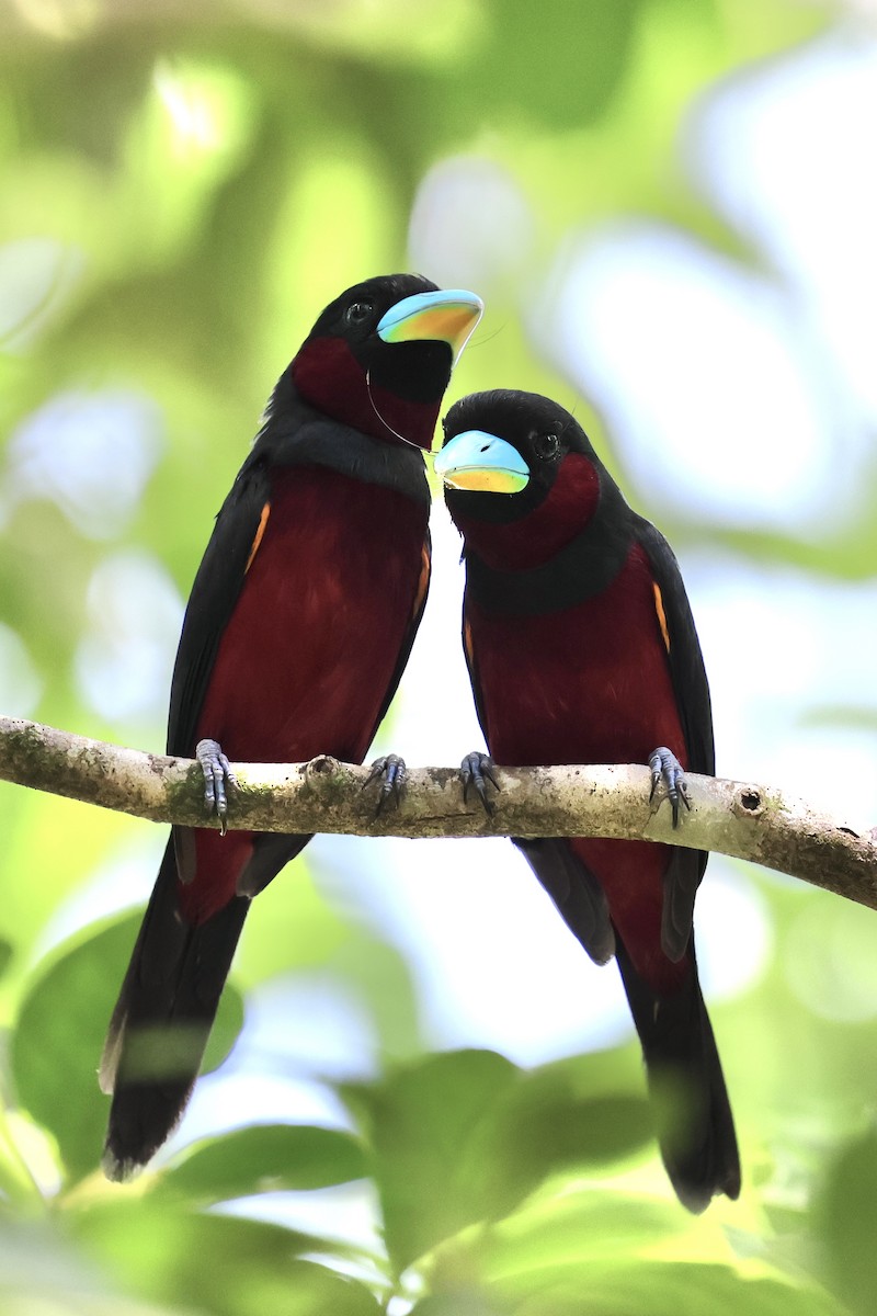 Black-and-red Broadbill - ML622114162