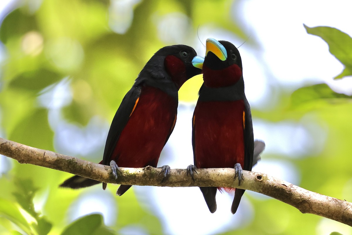 Black-and-red Broadbill - ML622114163