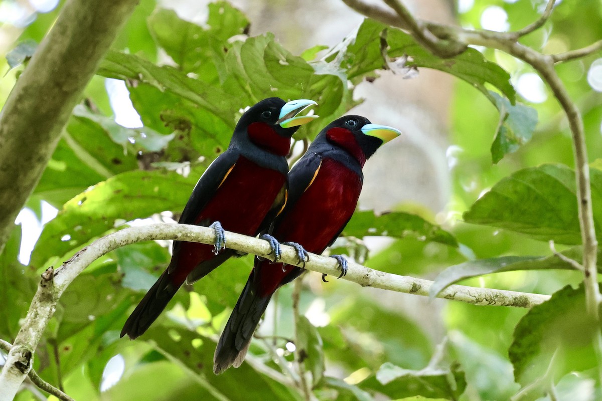 Black-and-red Broadbill - ML622114164