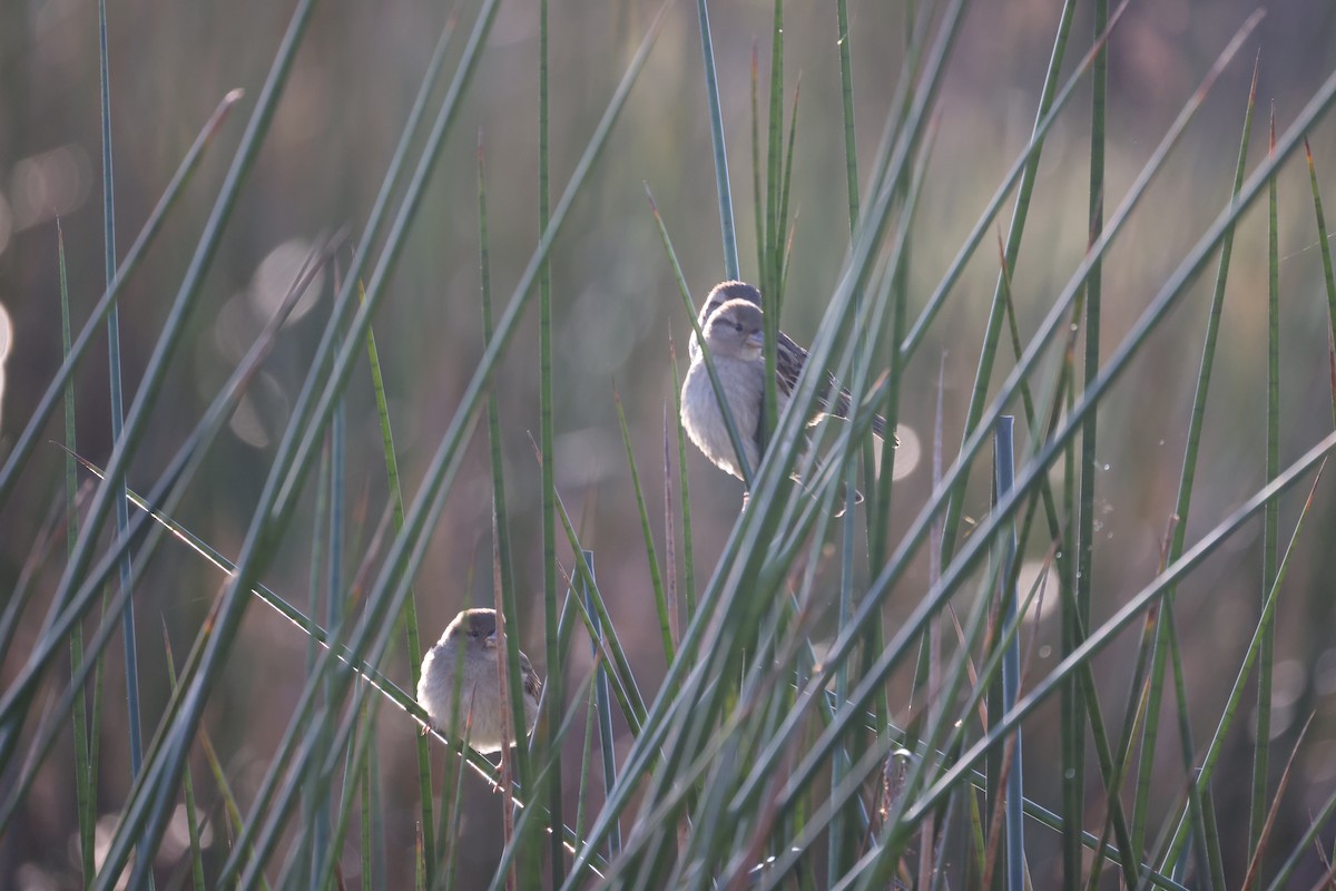 House Sparrow - ML622114176