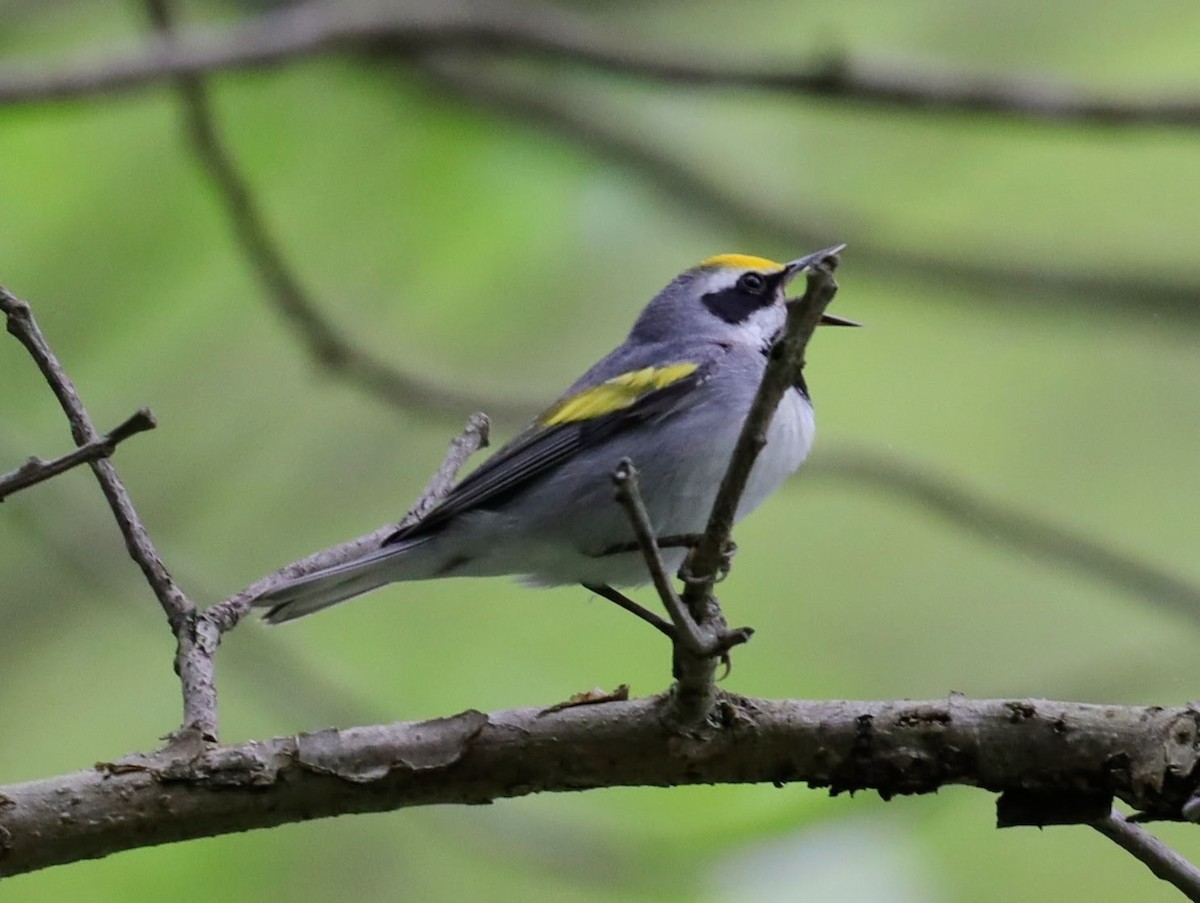 Golden-winged Warbler - ML622114177