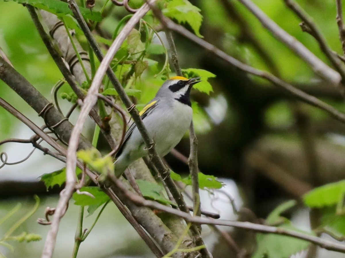 Golden-winged Warbler - ML622114178