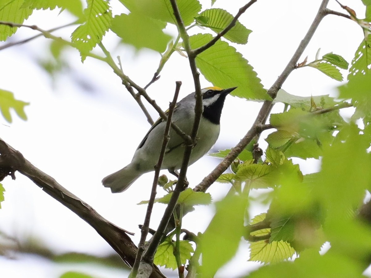 Golden-winged Warbler - ML622114179