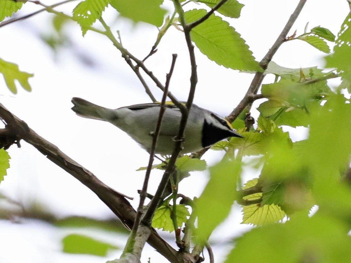 Golden-winged Warbler - ML622114180