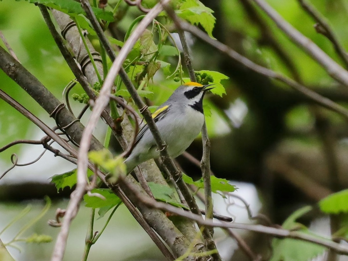 Golden-winged Warbler - ML622114181