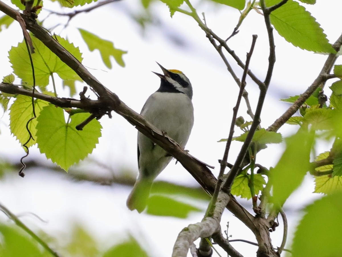 Golden-winged Warbler - ML622114182