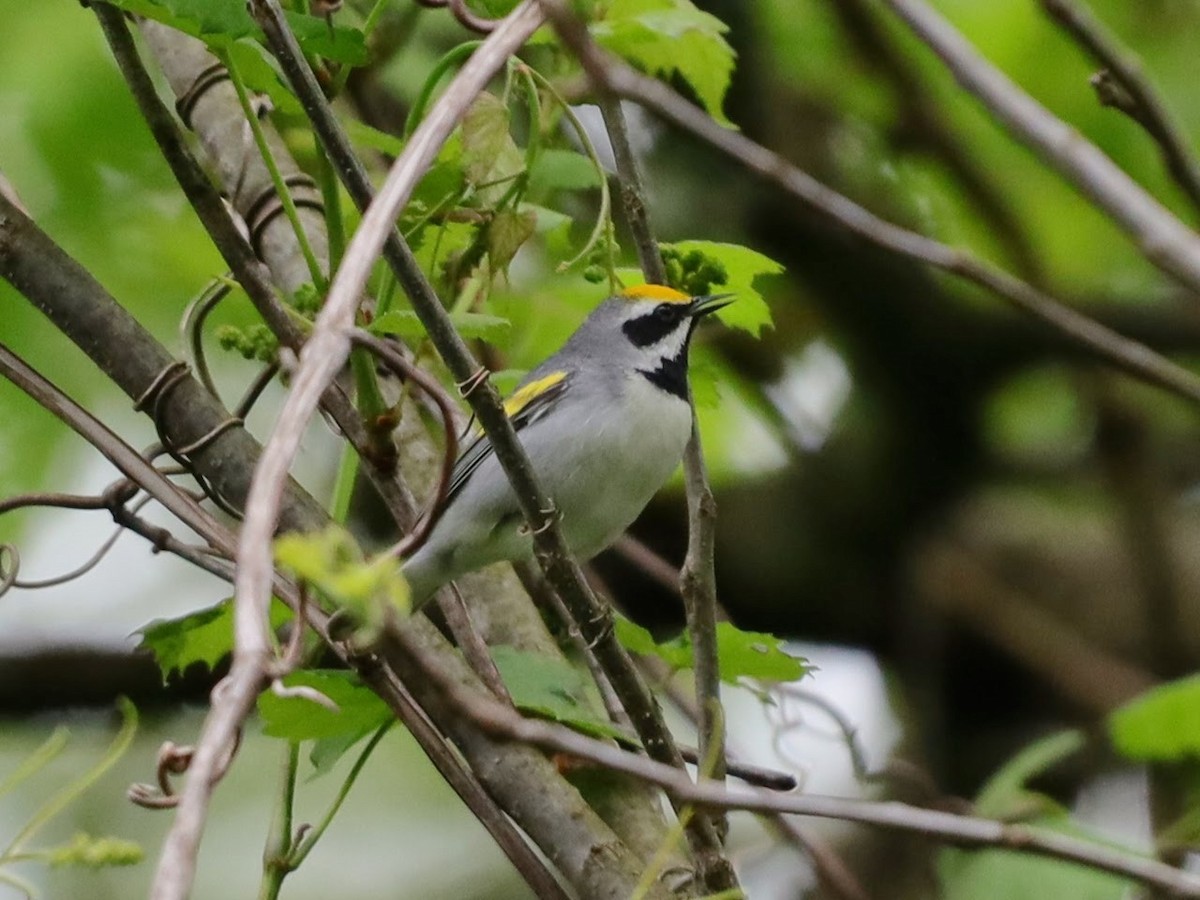 Golden-winged Warbler - ML622114183