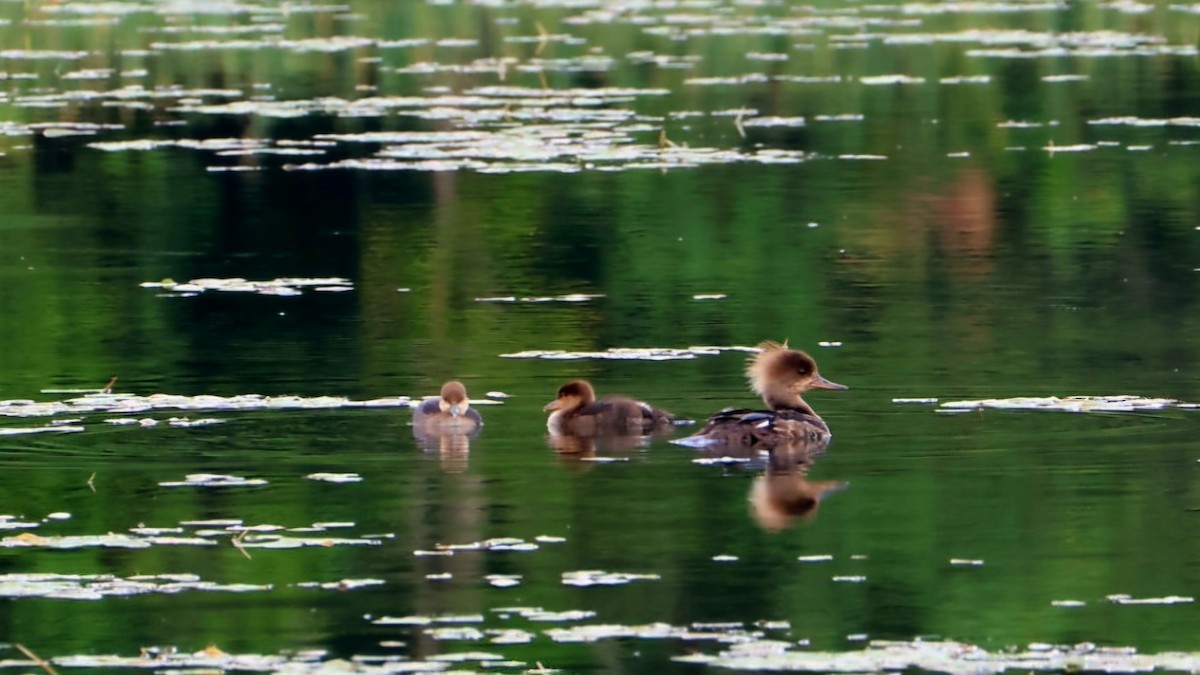 Common Merganser - ML622114189