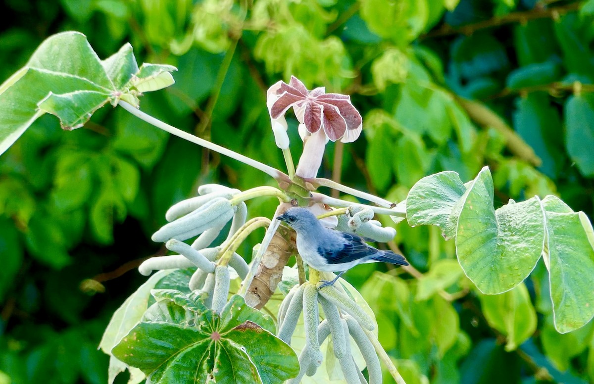 Plain-colored Tanager - ML622114200