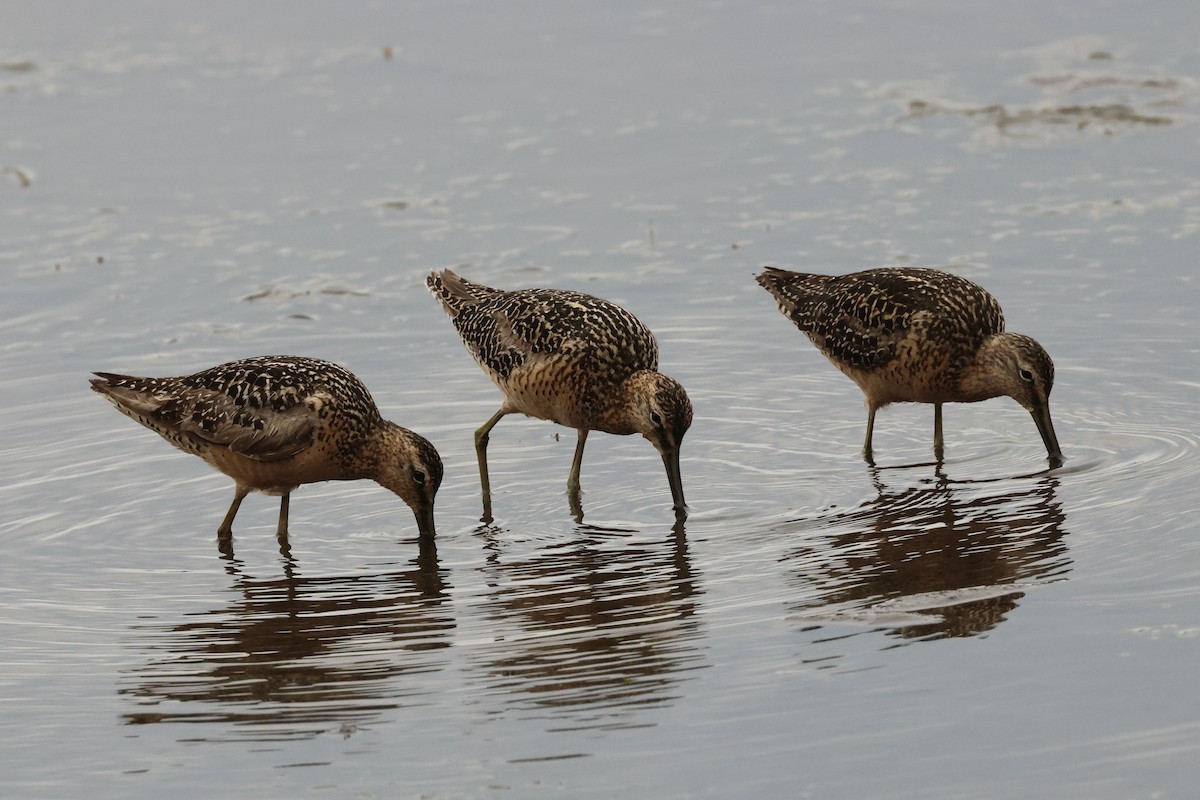 Long-billed Dowitcher - ML622114201