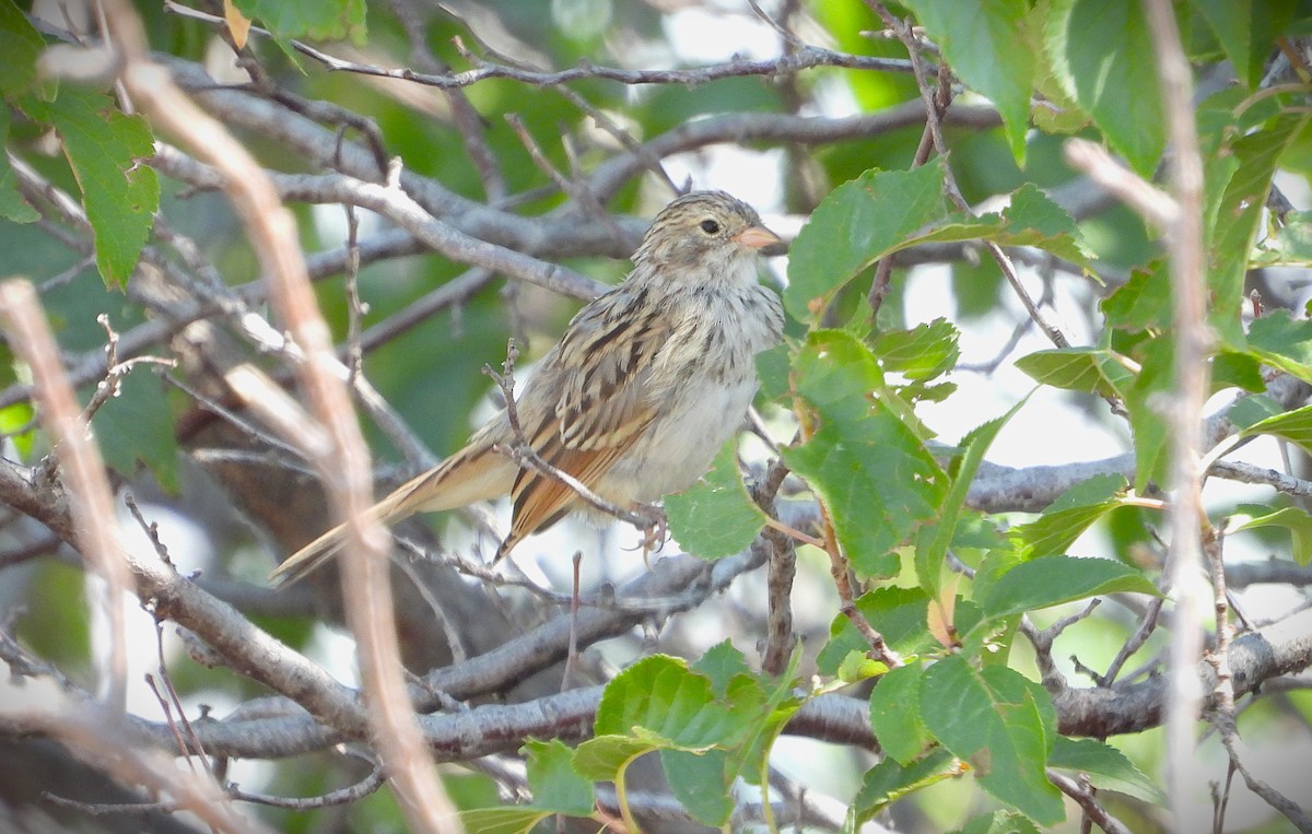 Brewer's Sparrow - ML622114202