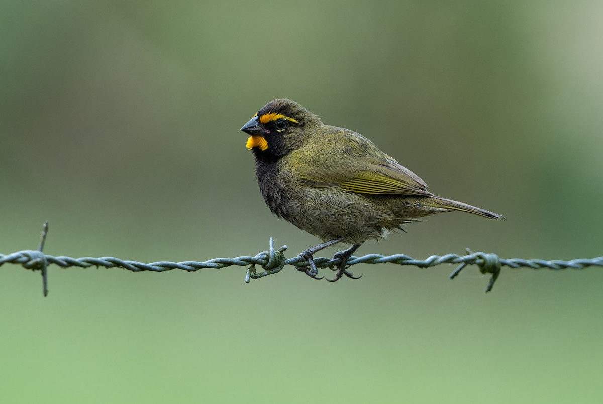 Yellow-faced Grassquit - ML622114203