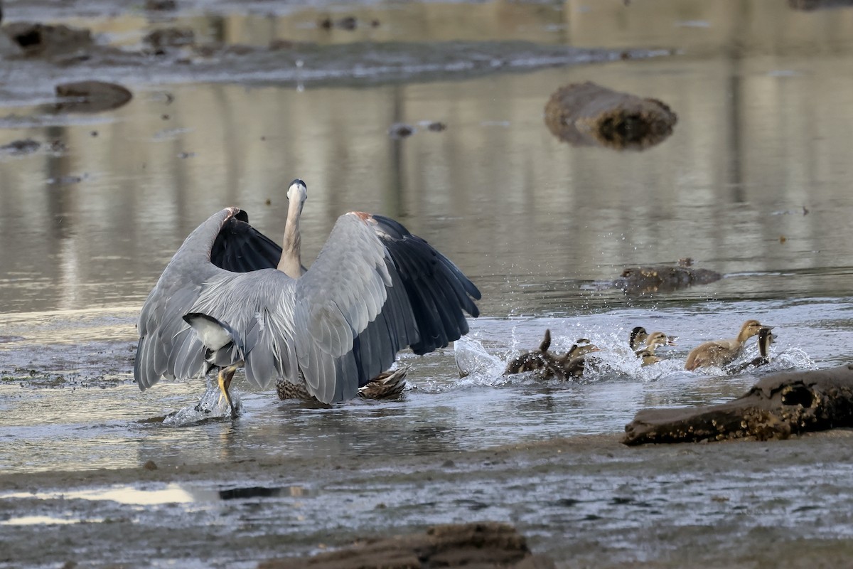 Garza Azulada - ML622114240