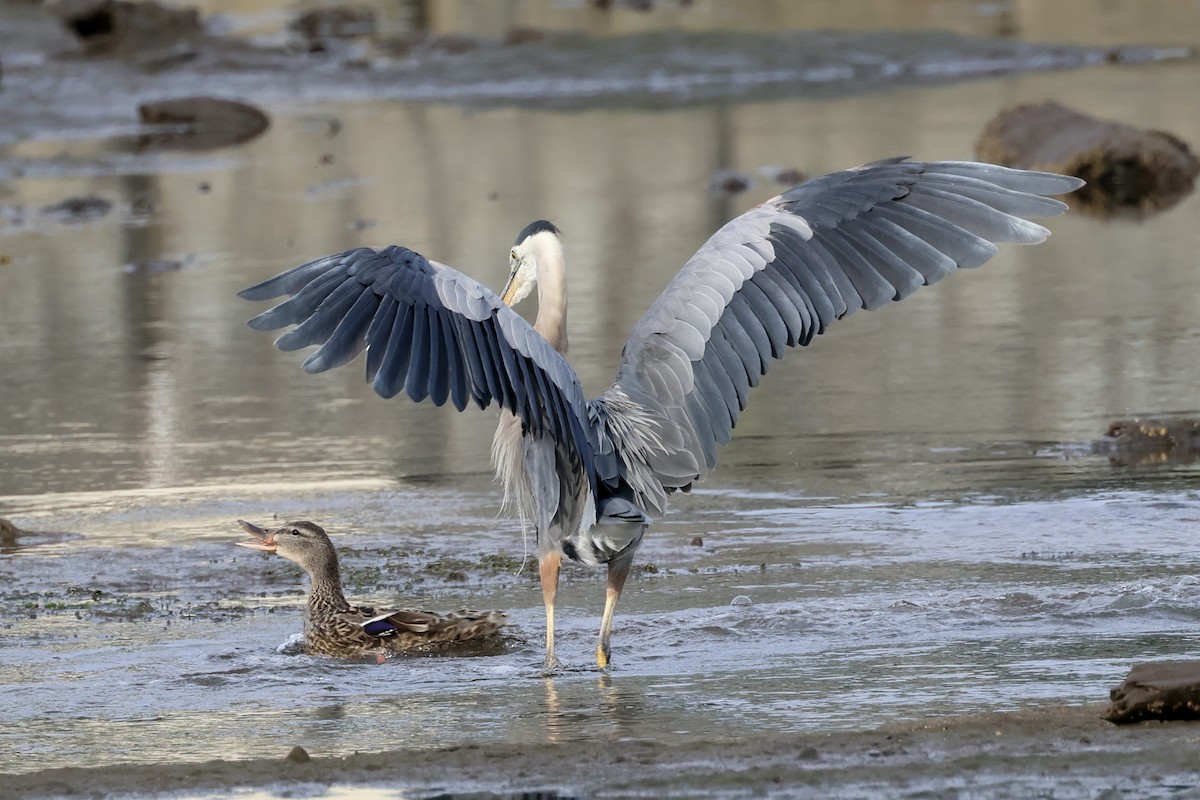 Garza Azulada - ML622114242