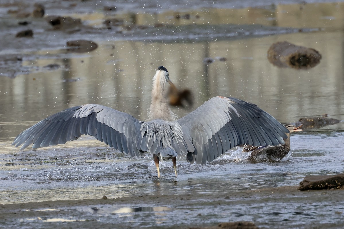 Garza Azulada - ML622114243