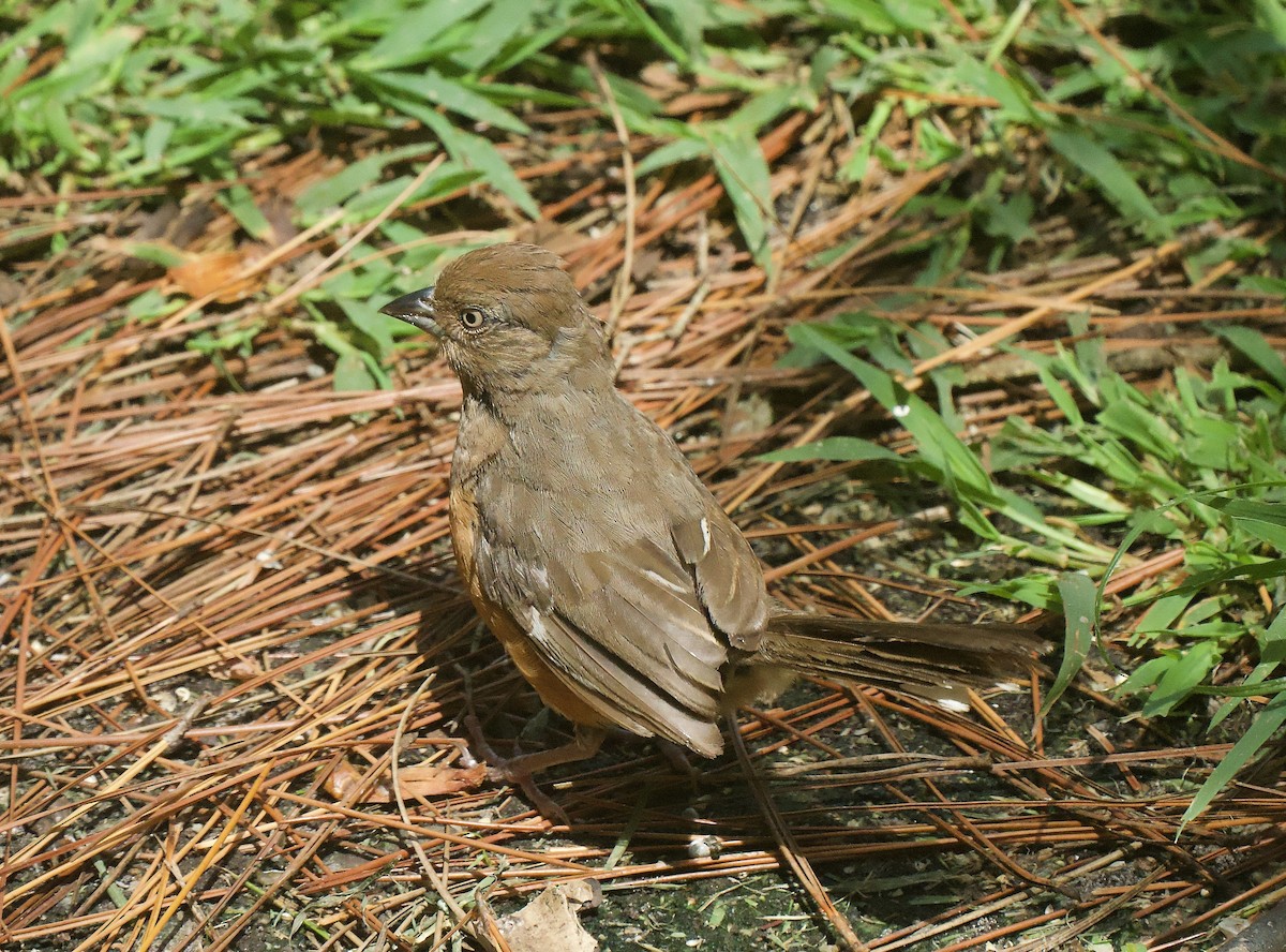 Eastern Towhee (White-eyed) - ML622114286