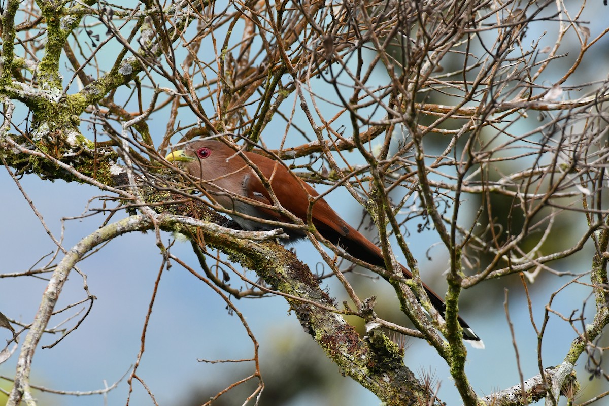 Squirrel Cuckoo - ML622114295