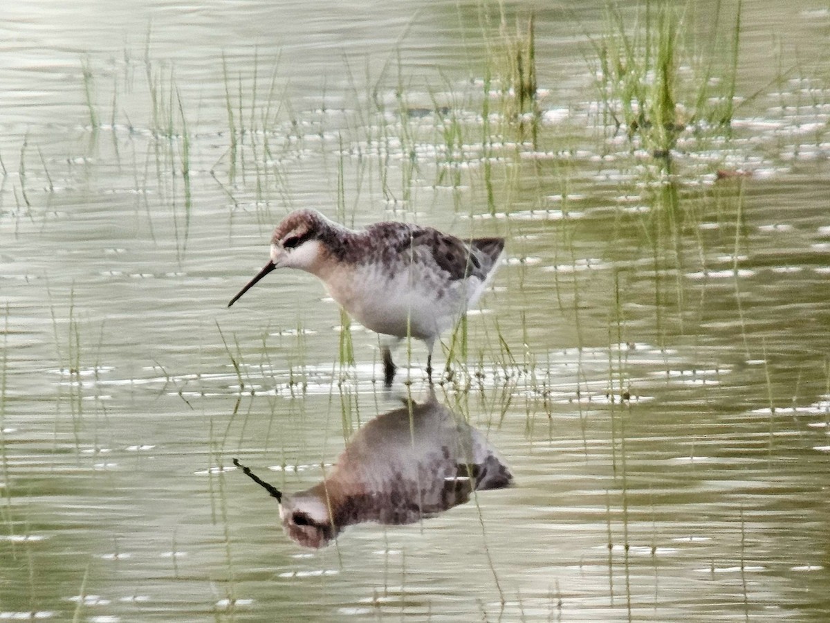 Wilson's Phalarope - ML622114296