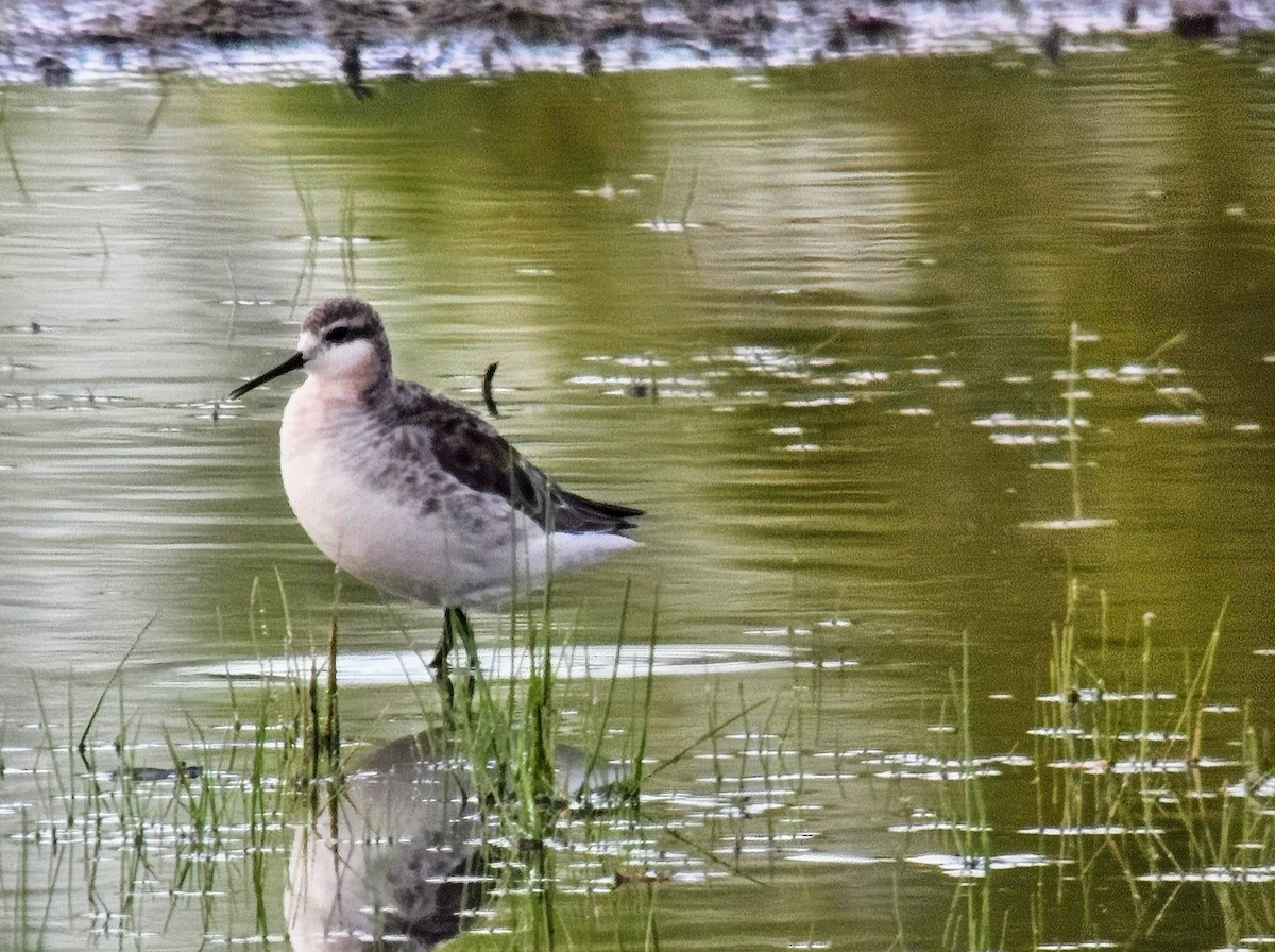 Wilson's Phalarope - ML622114297