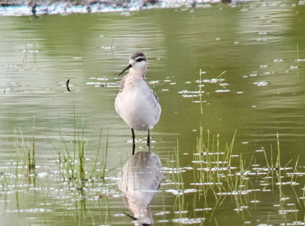 Wilson's Phalarope - Josh Yoder