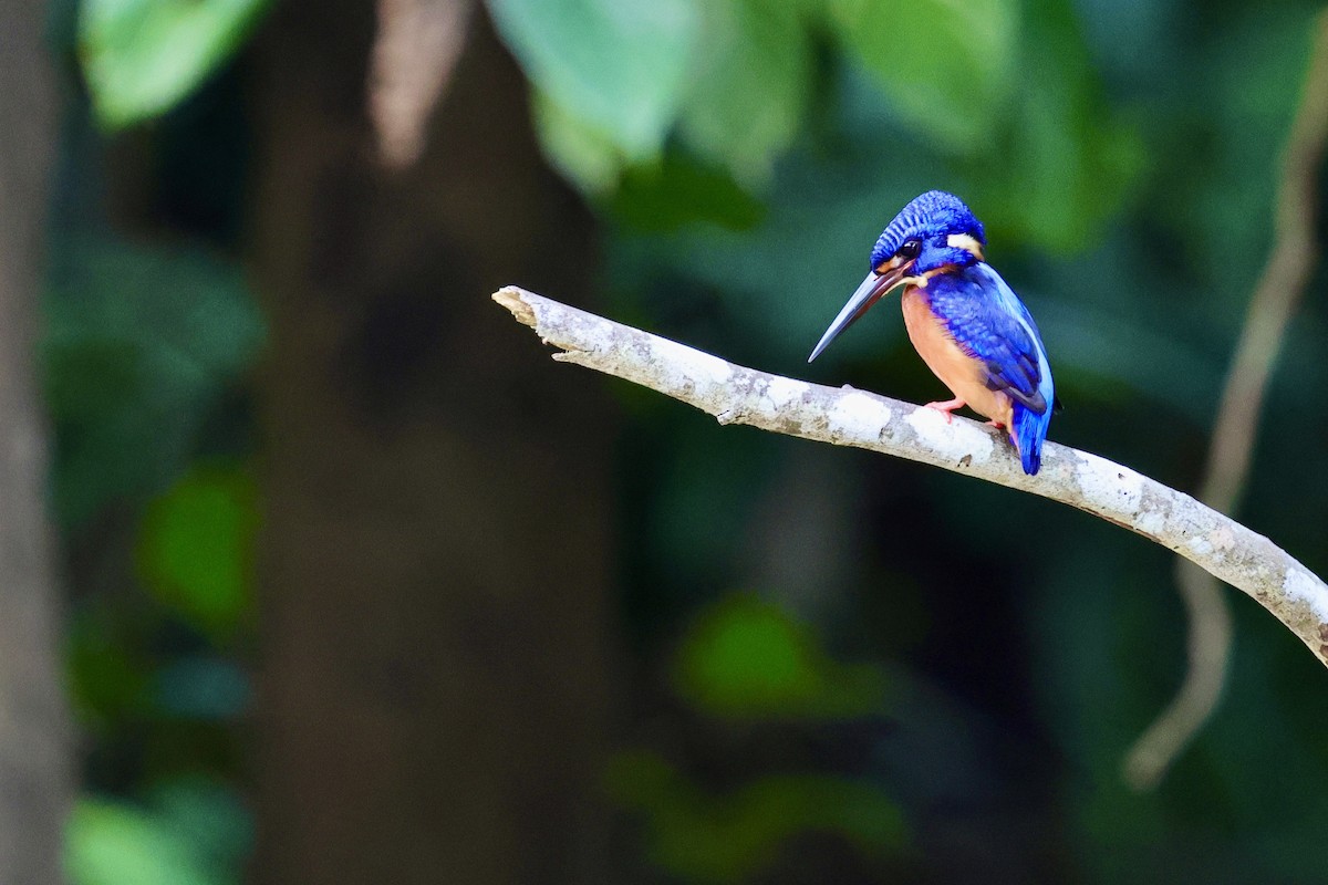 Blue-eared Kingfisher - ML622114300