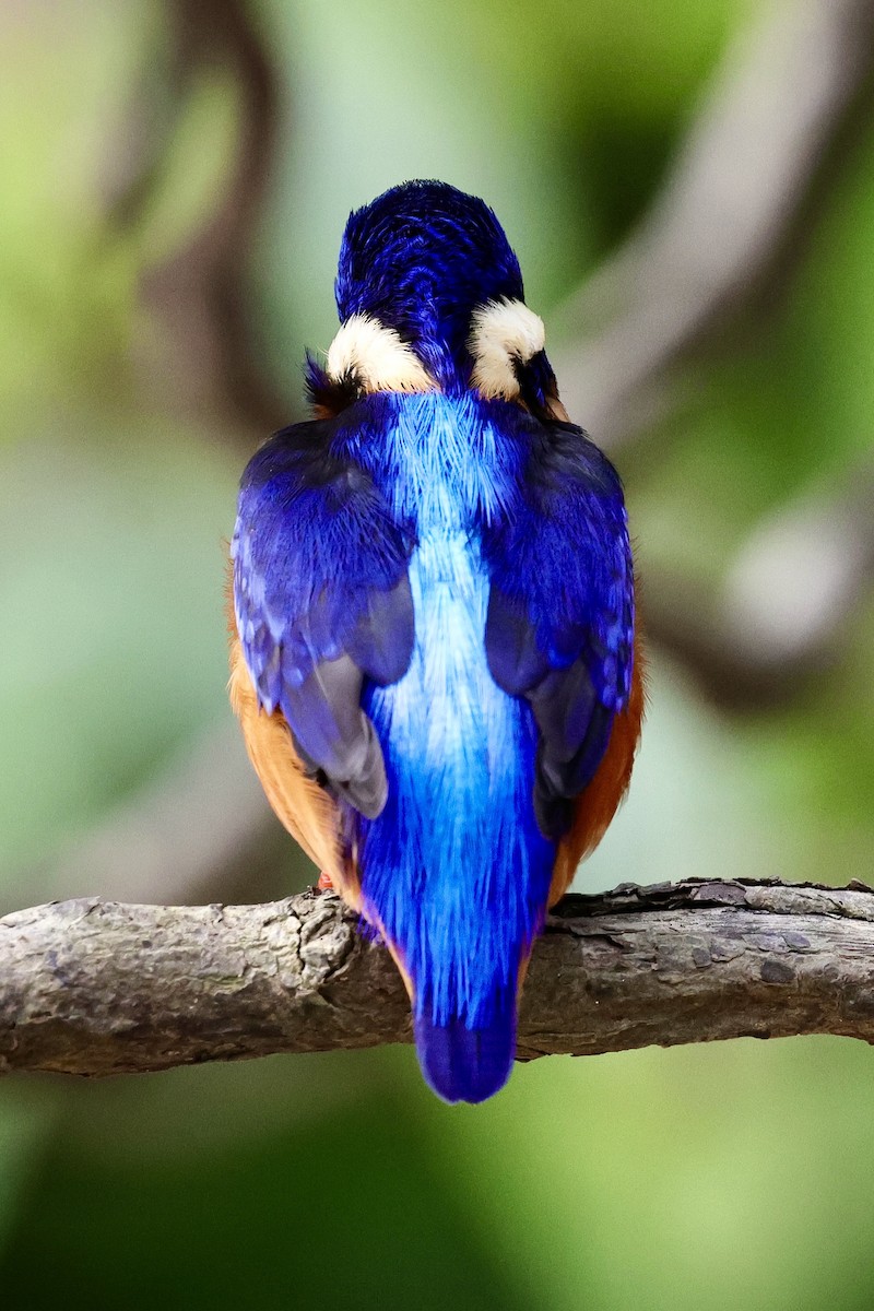 Blue-eared Kingfisher - ML622114301