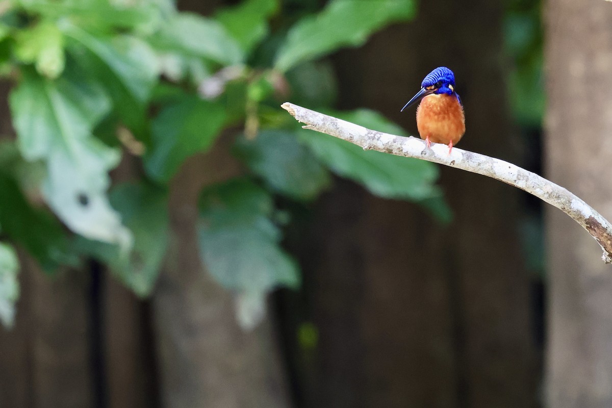 Blue-eared Kingfisher - ML622114302